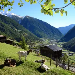 Capre al pascolo in un idilliaco scenario alpino. Il Val di Sole offre panorami mozzafiato, con boschi rigogliosi, case tradizionali e cime innevate.