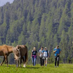 Escursionisti e cavalli pascolano in un prato verde, con una foresta di abeti sullo sfondo. La malga Movlina offre uno scenario alpino incantevole.