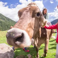 Bambini felici in sella a una mucca a malga Fratte Vezzena, con montagne verdi e cielo azzurro sullo sfondo.