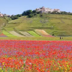 Un campo fiorito di papaveri rossi e fiordalisi viola si estende verso il borgo di Castelluccio di Norcia, arroccato su una collina verde.