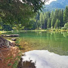 Radici imponenti di un albero secolare abbracciano la riva di un lago cristallino, specchio della **mezzana Val di Sole** e dei suoi boschi rigogliosi.