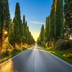 Viale di cipressi al tramonto, un classico tra le cose da vedere a Bolgheri. La luce dorata illumina la strada e la vegetazione lussureggiante.