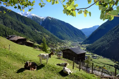 Capre al pascolo in un idilliaco scenario alpino. Il Val di Sole offre panorami mozzafiato, con boschi rigogliosi, case tradizionali e cime innevate.
