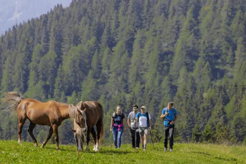 Escursionisti e cavalli pascolano in un prato verde, con una foresta di abeti sullo sfondo. La malga Movlina offre uno scenario alpino incantevole.