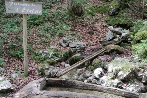 Segnale del sentiero delle sorgenti con una fontana in legno in un bosco muschioso.
