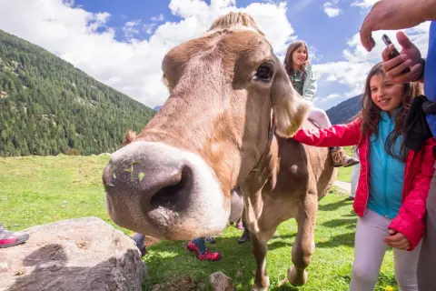 Bambini felici in sella a una mucca a malga Fratte Vezzena, con montagne verdi e cielo azzurro sullo sfondo.