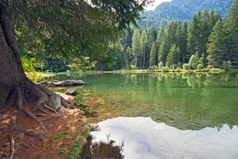 Radici imponenti di un albero secolare abbracciano la riva di un lago cristallino, specchio della **mezzana Val di Sole** e dei suoi boschi rigogliosi.