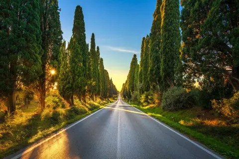 Viale di cipressi al tramonto, un classico tra le cose da vedere a Bolgheri. La luce dorata illumina la strada e la vegetazione lussureggiante.