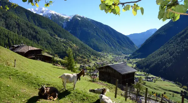 Capre al pascolo in un idilliaco scenario alpino. Il Val di Sole offre panorami mozzafiato, con boschi rigogliosi, case tradizionali e cime innevate.