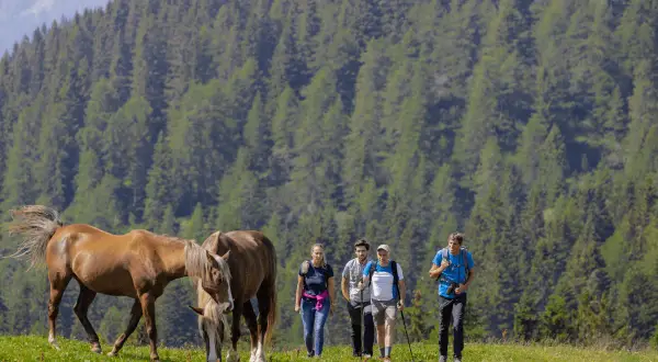 Escursionisti e cavalli pascolano in un prato verde, con una foresta di abeti sullo sfondo. La malga Movlina offre uno scenario alpino incantevole.