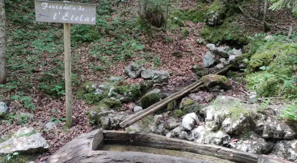 Segnale del sentiero delle sorgenti con una fontana in legno in un bosco muschioso.