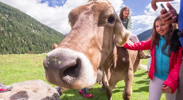 Bambini felici in sella a una mucca a malga Fratte Vezzena, con montagne verdi e cielo azzurro sullo sfondo.