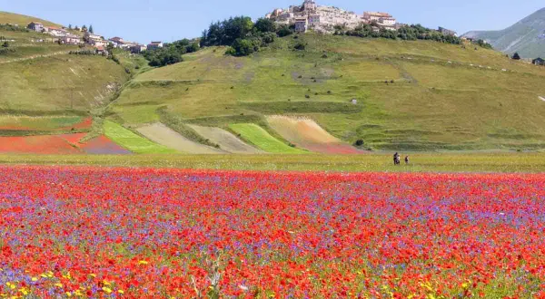 Un campo fiorito di papaveri rossi e fiordalisi viola si estende verso il borgo di Castelluccio di Norcia, arroccato su una collina verde.