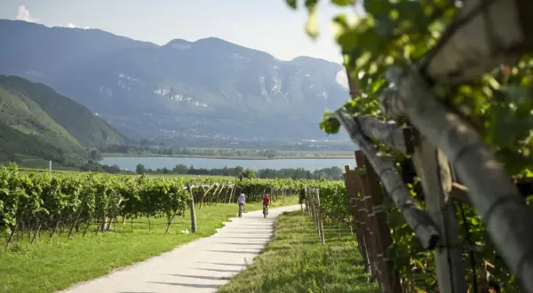 Ciclisti su una strada tra vigneti con vista sul lago e montagne. Un'ottima idea per scoprire cosa vedere a Ronzone.