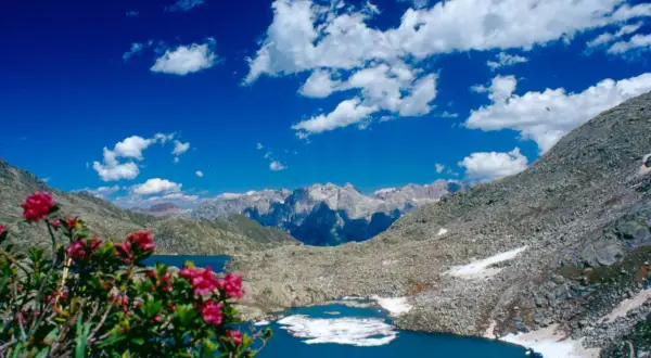 Un incantevole giro dei 5 laghi alpini, con fiori rosa in primo piano e montagne maestose sullo sfondo.