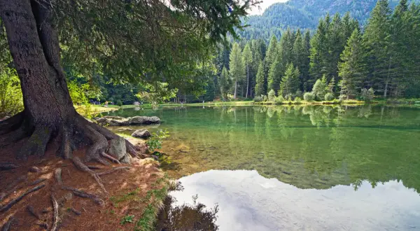 Radici imponenti di un albero secolare abbracciano la riva di un lago cristallino, specchio della **mezzana Val di Sole** e dei suoi boschi rigogliosi.