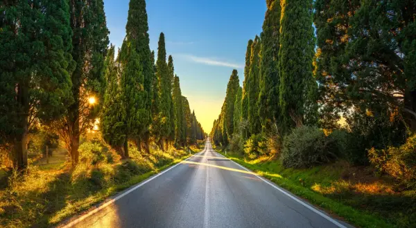Viale di cipressi al tramonto, un classico tra le cose da vedere a Bolgheri. La luce dorata illumina la strada e la vegetazione lussureggiante.