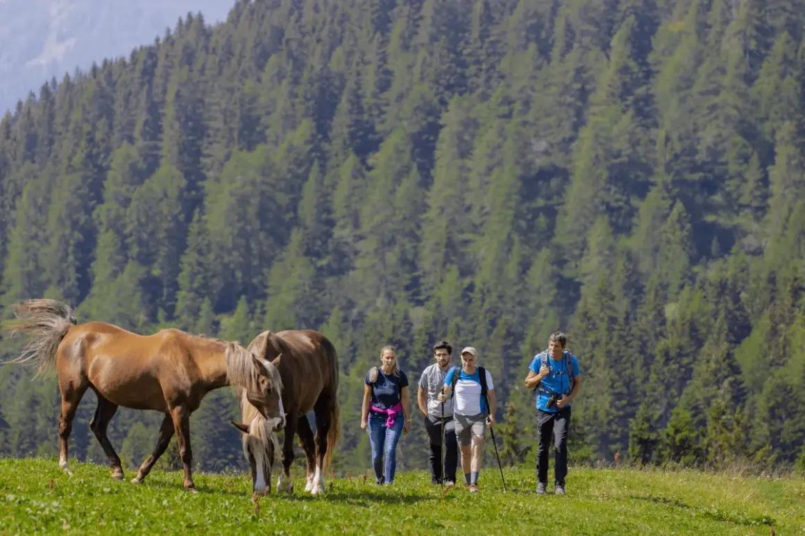 Escursionisti e cavalli pascolano in un prato verde, con una foresta di abeti sullo sfondo. La malga Movlina offre uno scenario alpino incantevole.