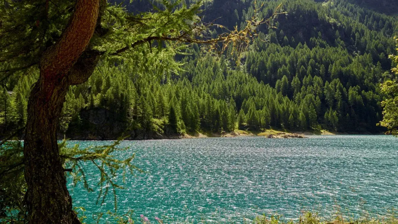 Un albero contorto fa ombra al lago dei caprioli, le cui acque turchesi scintillano sotto il sole. La riva &egrave; circondata da una fitta foresta di conifere.