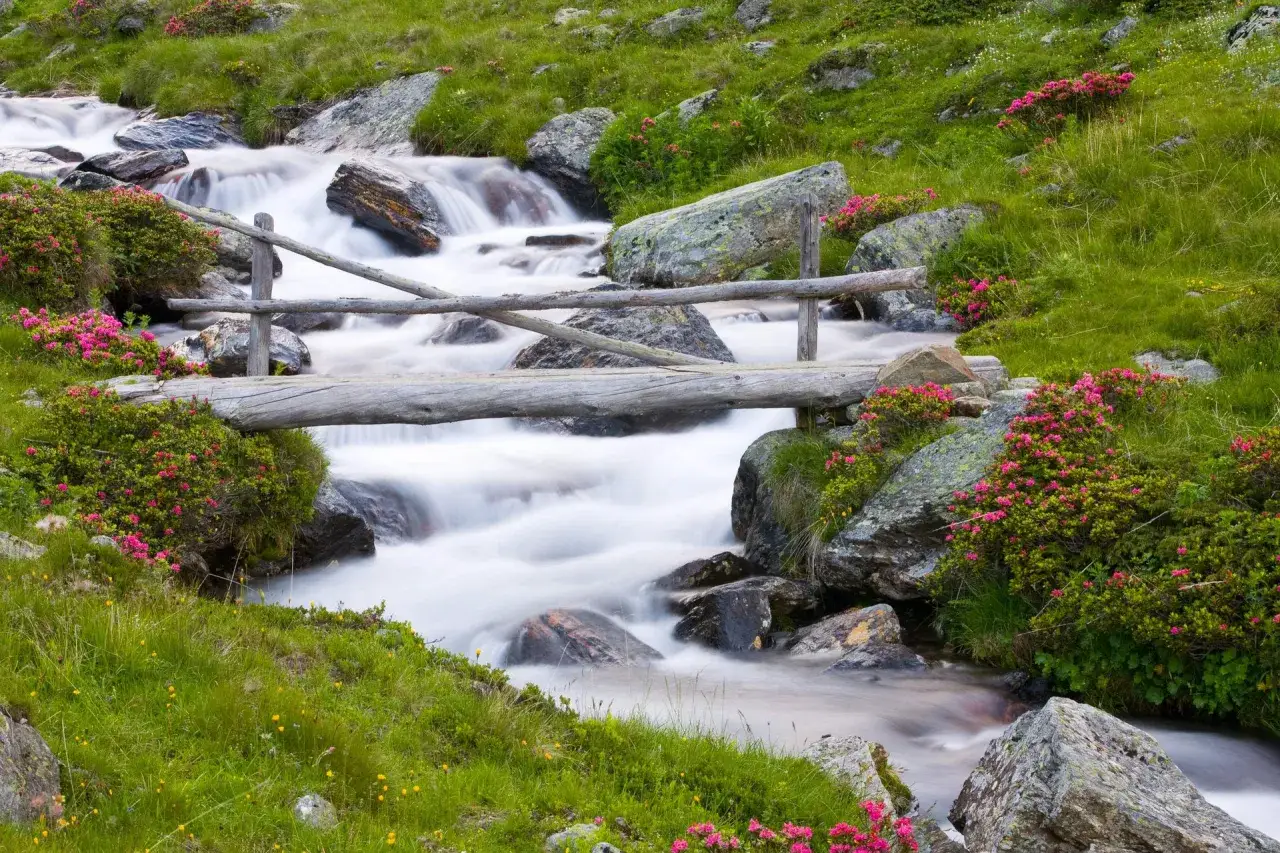 Un ruscello alpino scorre sotto un ponte di legno, circondato da rododendri rosa e rocce, un paesaggio tipico del Monte Corno.