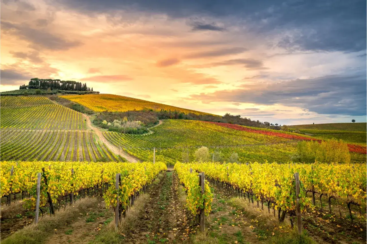 Vigneti dorati in autunno, con colline ondulate e un cielo drammatico. Un luogo da sogno per un bagno a Ripoli.