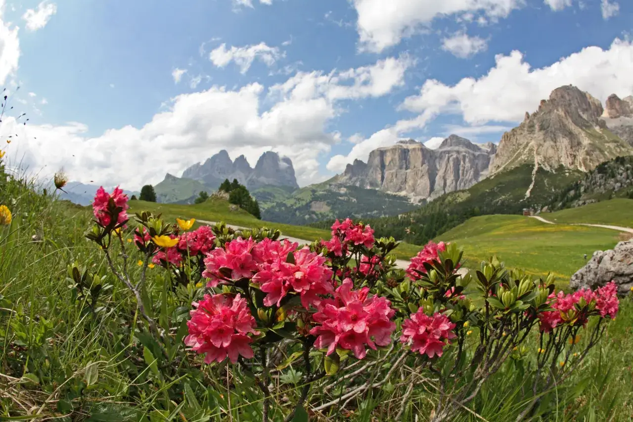 Fiori rosa e gialli in primo piano, con un panorama mozzafiato delle Dolomiti e un sentiero che porta verso un belvedere a Canazei.