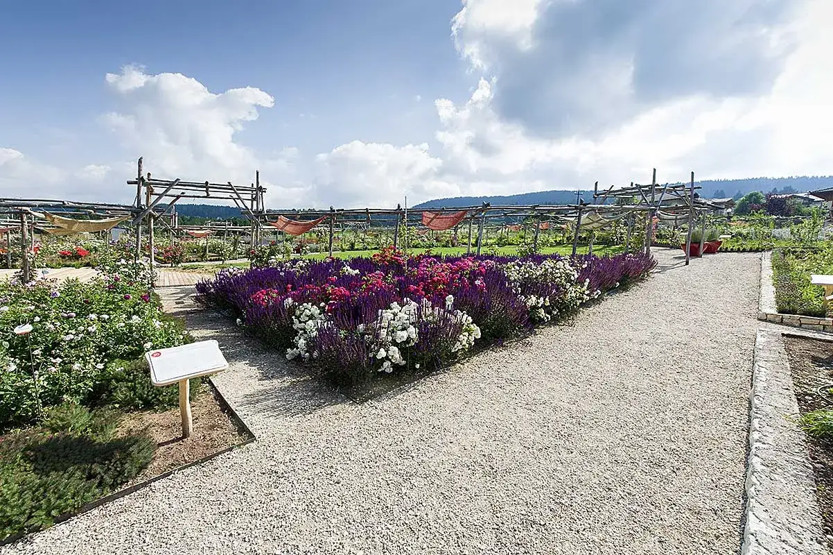 Giardino di rose a Ronzone: cosa vedere tra fiori colorati e pergolati sotto il cielo azzurro.