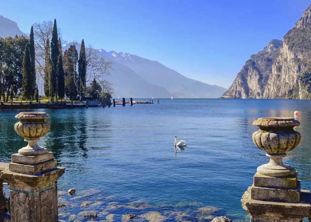 Un cigno solitario nuota nei laghi trentini, circondato da montagne maestose e cipressi slanciati.