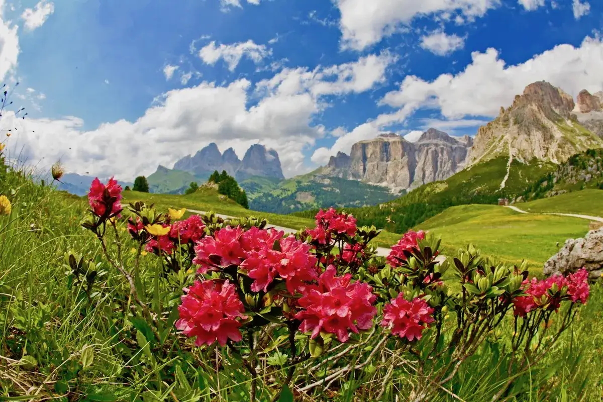 Fiori rosa vivaci in primo piano, con le maestose montagne del Val di Fassa sullo sfondo sotto un cielo azzurro e nuvoloso.