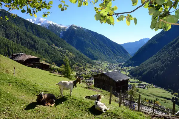 Capre al pascolo in un idilliaco scenario alpino. Il Val di Sole offre panorami mozzafiato, con boschi rigogliosi, case tradizionali e cime innevate.