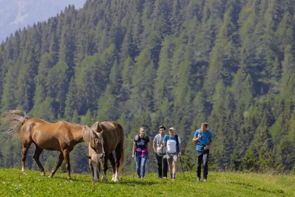 Escursionisti e cavalli pascolano in un prato verde, con una foresta di abeti sullo sfondo. La malga Movlina offre uno scenario alpino incantevole.