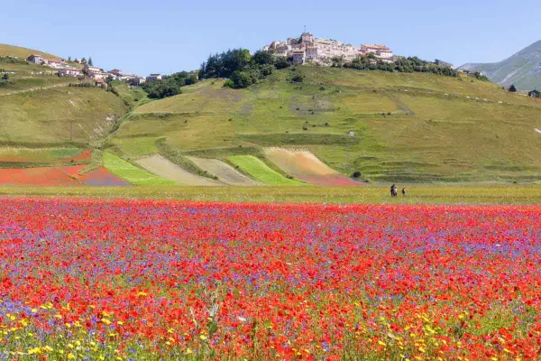 Un campo fiorito di papaveri rossi e fiordalisi viola si estende verso il borgo di Castelluccio di Norcia, arroccato su una collina verde.