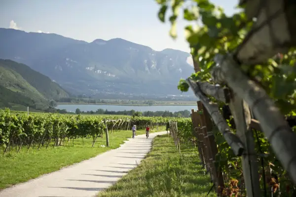 Ciclisti su una strada tra vigneti con vista sul lago e montagne. Un'ottima idea per scoprire cosa vedere a Ronzone.