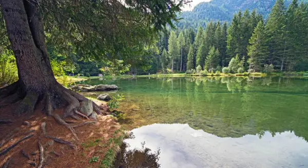 Radici imponenti di un albero secolare abbracciano la riva di un lago cristallino, specchio della **mezzana Val di Sole** e dei suoi boschi rigogliosi.